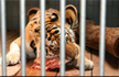 Beef Ban In India Reaches Cages Of Lions And Tigers